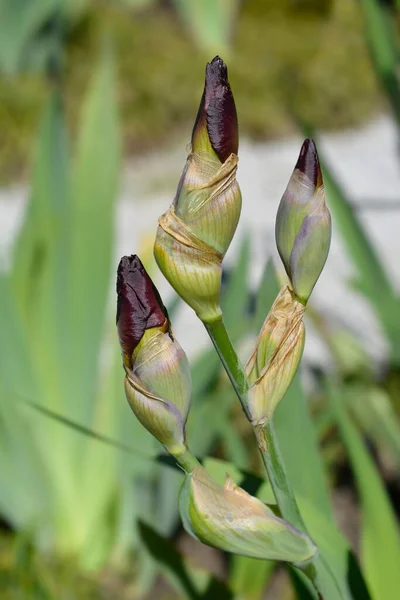 Ψηλός Γενειοφόρος Ίριδας Tarn Hows Μπουμπούκια Λουλουδιών Λατινική Ονομασία Iris — Φωτογραφία Αρχείου
