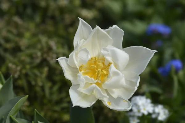 Murillo Tulip Λευκό Λουλούδι Λατινική Ονομασία Tulipa Murillo — Φωτογραφία Αρχείου