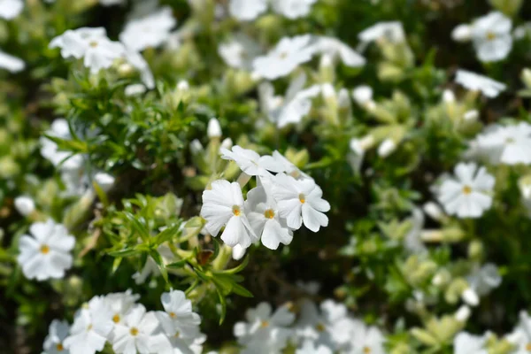 Plíživý Phlox White Potěšení Květiny Latinské Jméno Phlox Subulata White — Stock fotografie