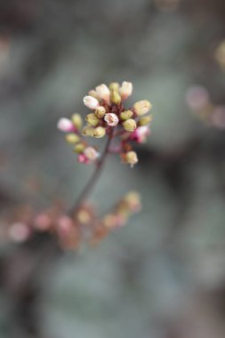 Gümüş Mercan Prensi Çiçekleri - Latince adı - Heuchera Gümüş Prensi