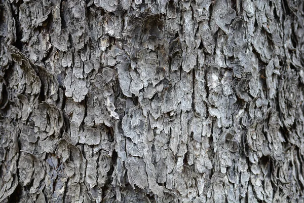 터키의 나무껍질 라틴어 Corylus Colurna — 스톡 사진