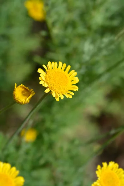 Fiori Camomilla Gialla Nome Latino Cota Tinctoria — Foto Stock