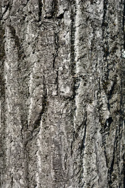 小葉ライム樹皮の詳細 ラテン語名 ティリアCordata — ストック写真