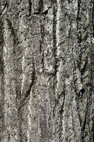 小叶石灰树皮细节 拉丁文名称 Tilia Cordata — 图库照片