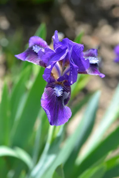 Standard Zwergbärtige Iris Brannigan Blume Lateinischer Name Iris Brannigan — Stockfoto