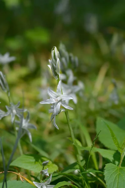 Fleurs Tombantes Étoile Bethléem Nom Latin Honorius Nutans — Photo