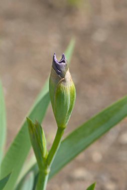 Orta karar sakallı iris Bering Denizi çiçeği tomurcuğu Latince adı Iris barbata-medya Bering Denizi
