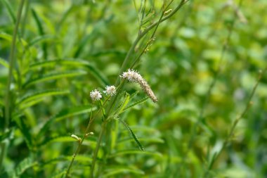 Beyaz Doğu Burnet çiçekleri - Latince adı - Sanguisorba tenuifolia Alba