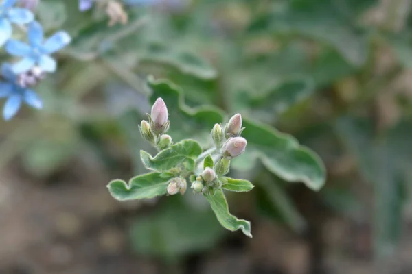 Eastern Blue Star Flower Buds Латинское Название Oxypetalum Coeruleum — стоковое фото