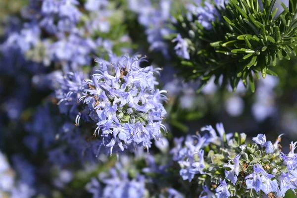 Rozmarýn Modré Květy Latinské Jméno Rosmarinus Officinalis — Stock fotografie