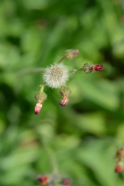 Orange Hawkweed Seed Heads Латинское Название Pilosella Aurantiaca — стоковое фото