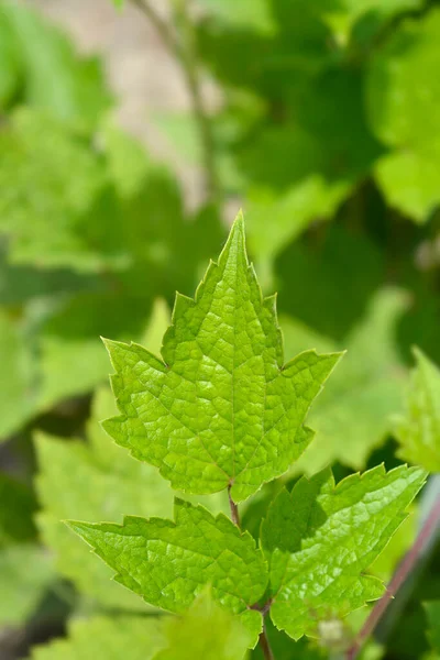 Foglie Clematide Tubolare Nome Latino Clematis Heracleifolia — Foto Stock