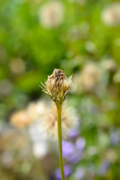 Μεγαλύτερη Κεφαλή Σπόρου Hawkbit Λατινική Ονομασία Leontodon Hispidus — Φωτογραφία Αρχείου