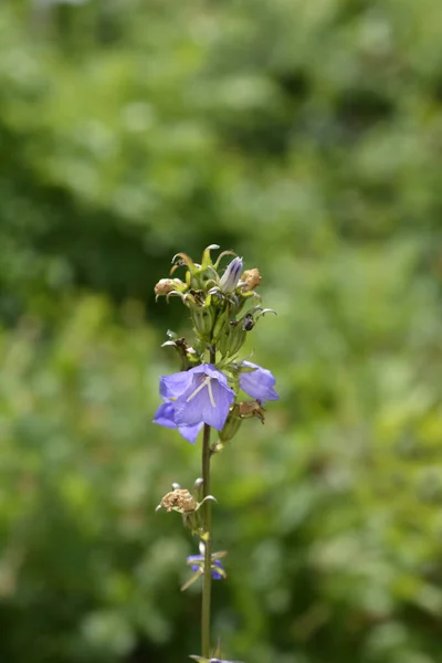 Campanilla Hojas Melocotón Denominación Latina Campanula Persicifolia — Foto de Stock