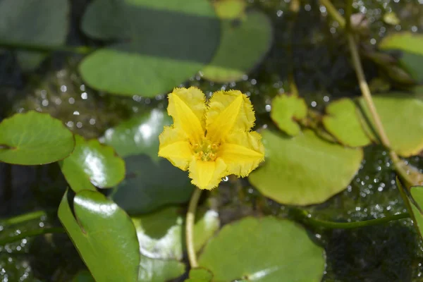 Gelbe Schwimmende Herzblume Lateinischer Name Nymphoides Peltata — Stockfoto