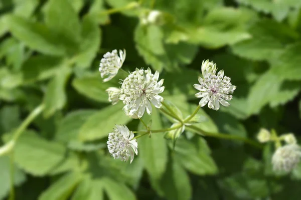 Carnic Jarzmianka Kwiaty Łacińska Nazwa Astrantia Carniolica — Zdjęcie stockowe