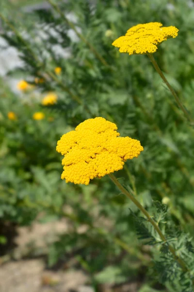 Parkers Variety Yarrow Flowers Nome Latino Achillea Filipendulina Parkers Variety — Fotografia de Stock