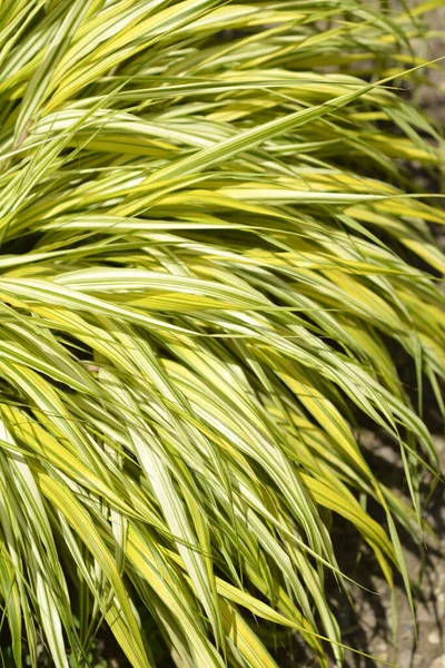 Hakone Grass Aureola Leaves Latin Name Hakonechloa Macra Aureola — стокове фото