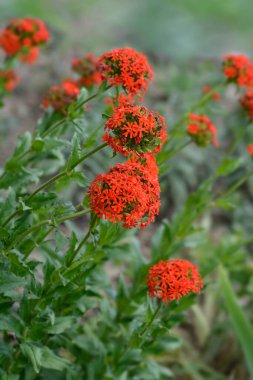 Maltes Çapraz Turuncu Çiçekler - Latince adı - Lychnis chalcedonica