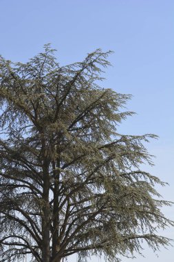 Mavi gökyüzüne karşı mavi atlas sedir ağacı - Latince adı - Cedrus Atlantica Glauca