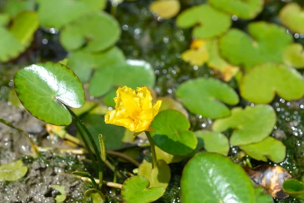 Yellow Floating Heart Flower Latin Name Nymphoides Peltata — Stock Photo, Image