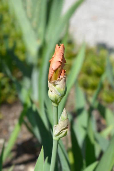 Tall bearded iris Far Corners flower bud - Latin name - Iris barbata elatior Far Corners