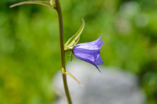 Dzwoneczek Brzoskwiniowy Nazwa Łacińska Campanula Persicifolia — Zdjęcie stockowe