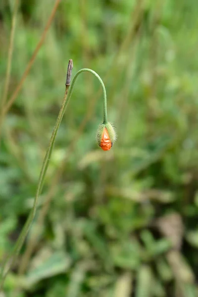 野生のオレンジ色のケシの花の芽 ラテン名 Papaver Popovii — ストック写真