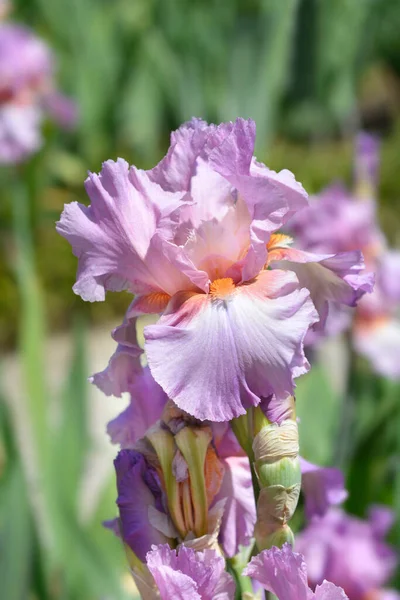 Wysoki Brodaty Irys Perski Kwiat Jagody Łacińska Nazwa Iris Barbata — Zdjęcie stockowe