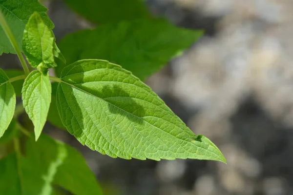 Spanish Sage Leaves Latin Name Salvia Hispanica — Stock Photo, Image