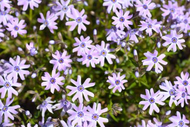 Sürünen Phlox Fevkalade Mavi Mor çiçekler - Latince adı - Phlox subulata Fevkalade Mavi Violet