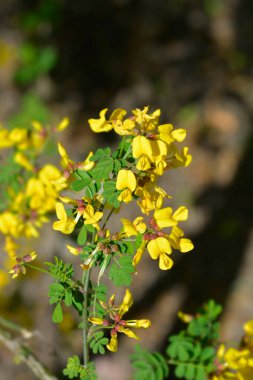 Sarı çiçekli Vetch-benzeri koronilla dalı - Latince adı - Hipocrepis emerus subsp. emeroidler