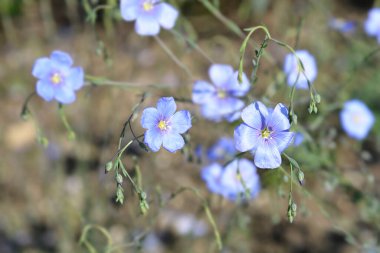 Pale blue perennial flax flowers - Latin name - Linum perenne