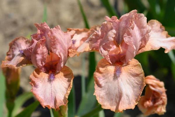 Orta Karar Sakallı Süsen Çiçeği Latince Adı Iris Barbata Medya — Stok fotoğraf