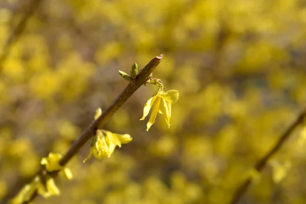 Síró Forsythia Sárga Virágok Latin Név Forsythia Susensa — Stock Fotó