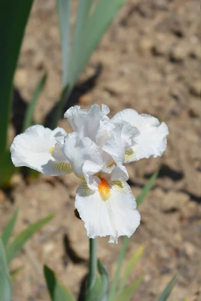 Intermediate bearded iris I\'ll Be Back flower - Latin name - Iris barbata-media I\'ll Be Back