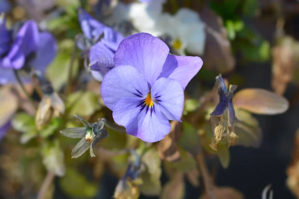 Fiore Viola Cornuto Blu Nome Latino Viola Cornuta — Foto Stock