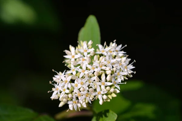 Gałąź Białego Drewna Kwiatami Nazwa Łacińska Cornus Alba — Zdjęcie stockowe