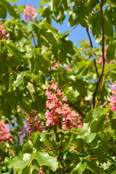Květy Kaštanů Latinský Název Aesculus Carnea — Stock fotografie