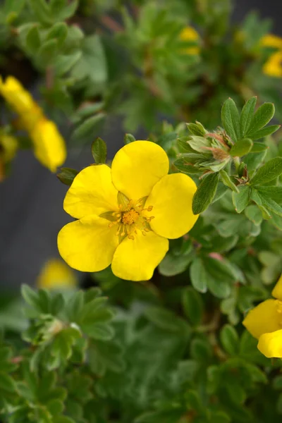 Arbustos Aceite Cinc Goldstar Flor Nombre Latino Dasiphora Fruticosa Goldstar — Foto de Stock