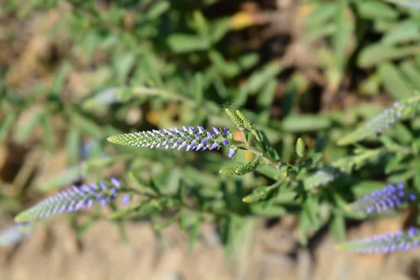 Trpasličí Bodec Modrý Koberec Poupata Latinský Název Veronica Spicata Nana — Stock fotografie