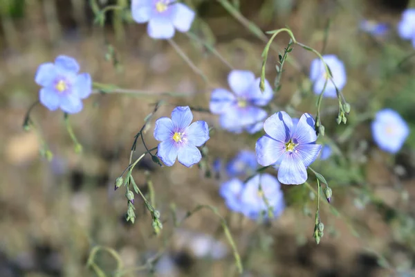 Pale Blue Perennial Flax Flowers Latin Name Linum Perenne — Stock Photo, Image