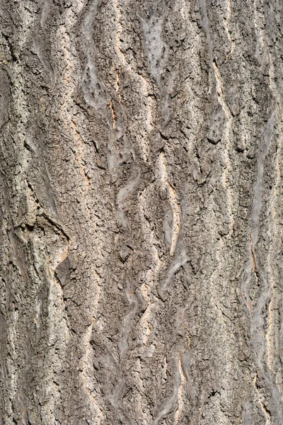 天国の樹皮の詳細の木 ラテン語名 イタリア語Altissima — ストック写真