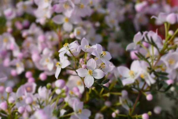 Narrow Leaved Boronia Pink Star Flowers Latin Name Boronia Anemonifolia — Stock Photo, Image