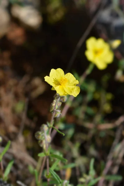 Żółte Kwiaty Różyczki Pospolitej Nazwa Łacińska Helianthemum Nummularium — Zdjęcie stockowe