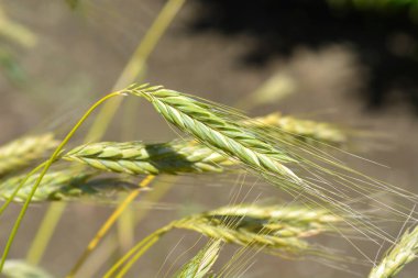 Polonya buğdayı- Latince adı - Triticum polonicum