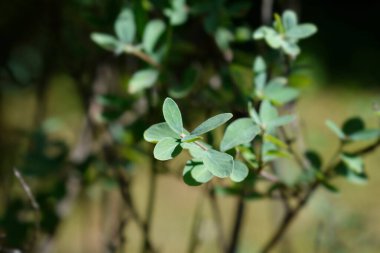Küçük yapraklı hanımeli yaprakları - Latince adı - Lonicera microphylla
