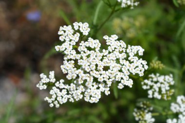 Dağ Yarrow beyaz çiçek - Latince adı - Achillea collina