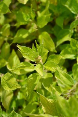 Düz pellituar - Latince adı - Parietaria officinalis