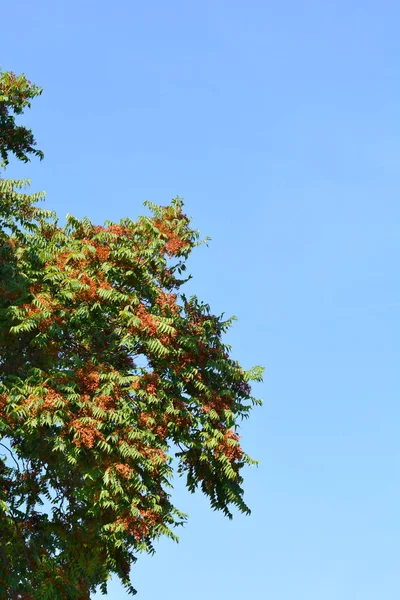Cennet Ağacı Dalları Mavi Gökyüzüne Karşı Tohumlar Ile Latince Adı — Stok fotoğraf
